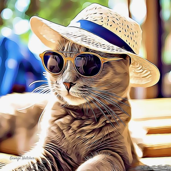 Cool Cat